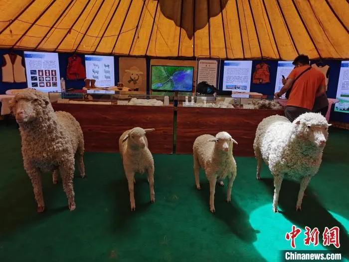 图为展板前展示的鄂尔多斯细毛羊标本。　李爱平 摄