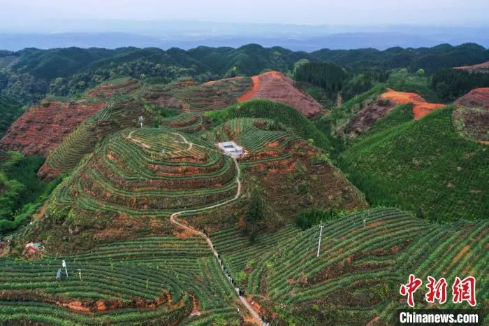 四川洪雅万亩茶园春采忙。　安源 摄