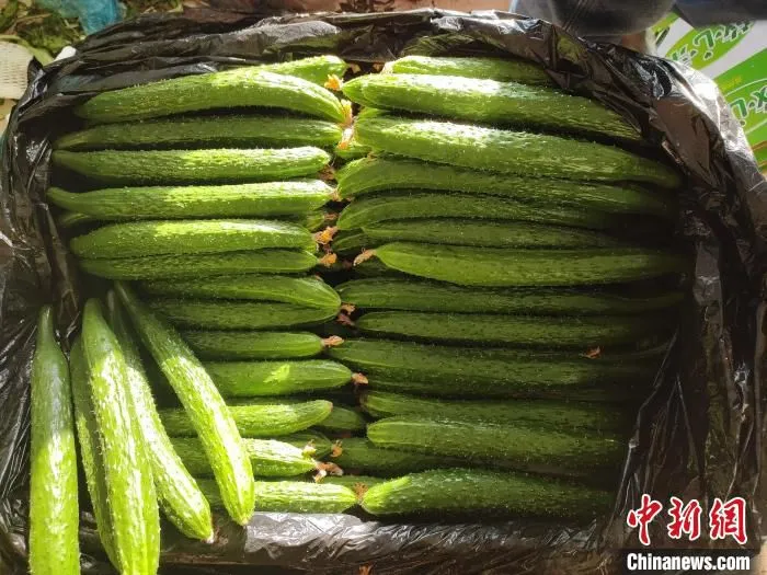 新采摘的黄瓜 张桂芹 摄