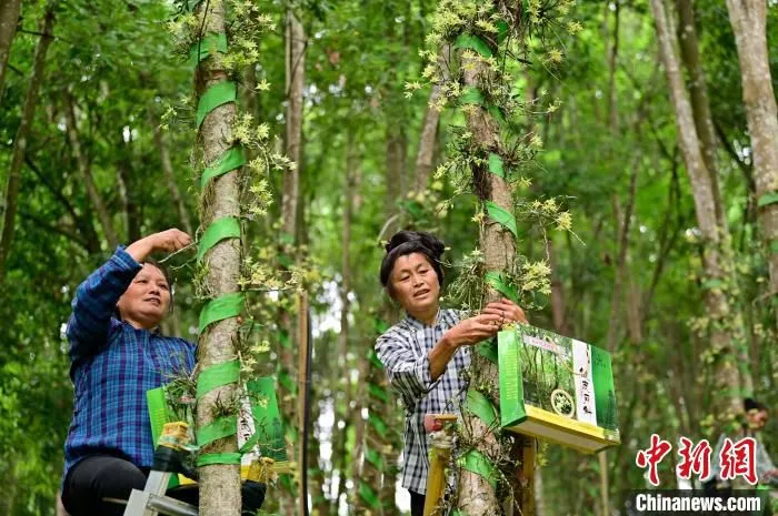 图为贵州从江林下种植的中药材铁皮石斛 吴德军 摄