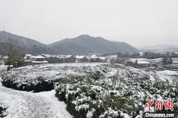 西湖龙井产区外桐坞村。　钱晨菲 摄