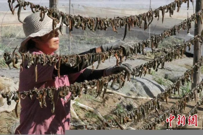 工人们将已经成熟的水蛭串在铁丝上悬挂起来，进行晾晒。(资料图) 孙婷婷 摄