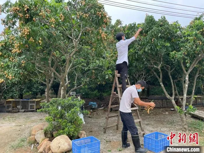 果农在采摘黄皮。　王坚 摄