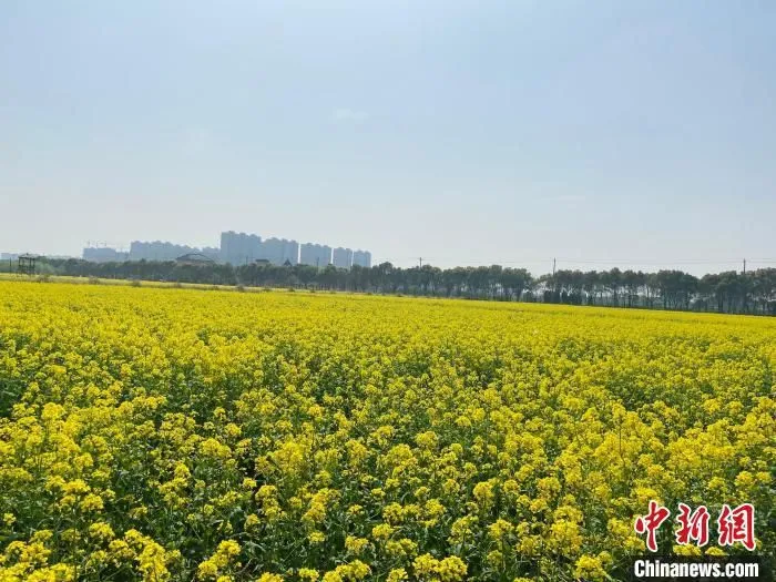 资料图：杭州市钱塘区江东村油菜花田。　黄慧 摄