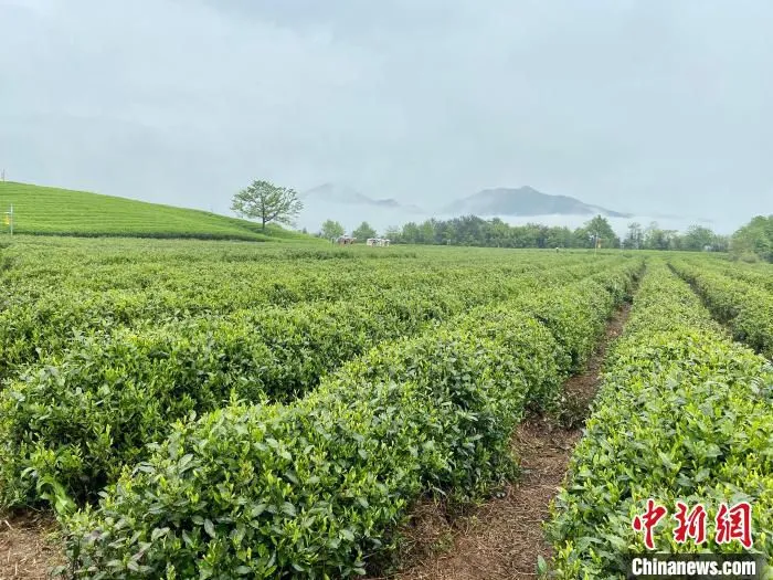 龙井茶基地。　项菁 摄