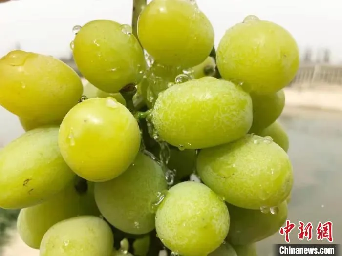 诱人的“阳光玫瑰。　阿不力米提江·阿卜杜拉 摄