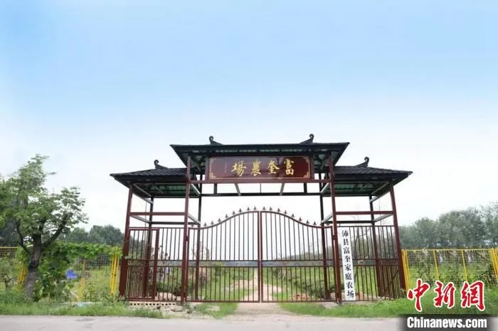 沛县富奎家庭农场中山杉苗圃基地。　孙辉 摄