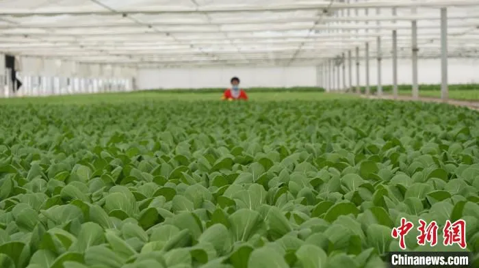 图为兰州新区现代农业示范园双膜大棚内生长的水培叶菜。 (资料图) 魏建军 摄