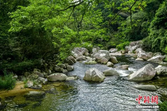 图为海南热带雨林国家公园体制试点区吊罗山片区南喜峡谷内的河流。 骆云飞 摄
