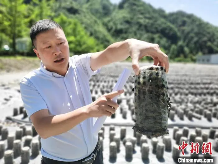 图为木黄镇党委书记田仁贵展示正在生长的木耳。　李金磊 摄