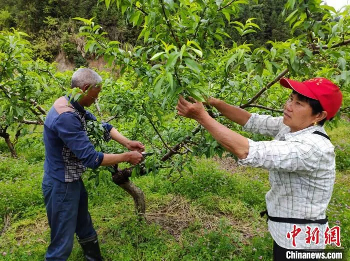 湖南炎陵县石子坝村黄桃种植大户陈琳的家人正在给黄桃树“蔬果”。　唐小晴 摄