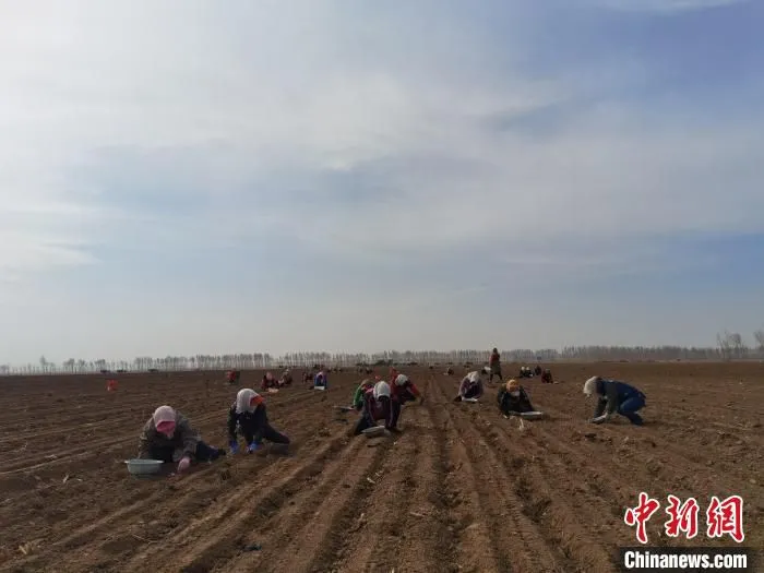 图为村民进行大蒜大田栽植。　孙志富 摄