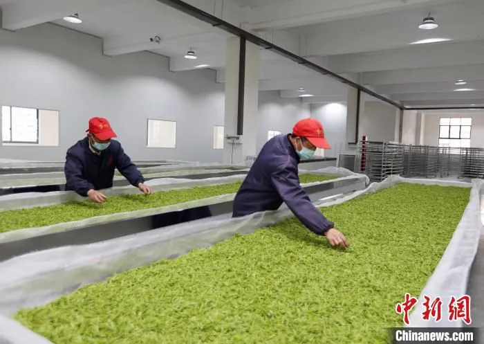 工人在检查茶叶 王豆豆 摄