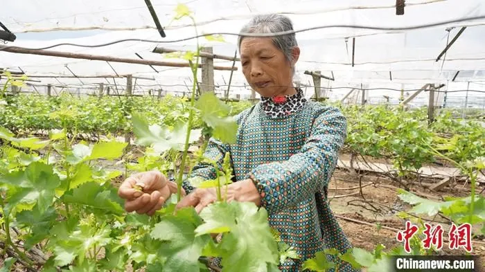 图为4月13日拍摄的毛竹山村一村民在葡萄园劳作。 中新社发 欧惠兰 摄