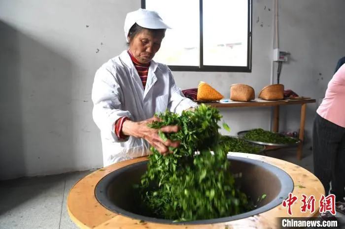 图为茶农正在制茶。　王东明 摄