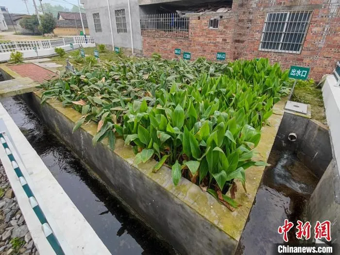 曾经的污水塘已经被小花园般污水治理系统替代。　王以照 摄