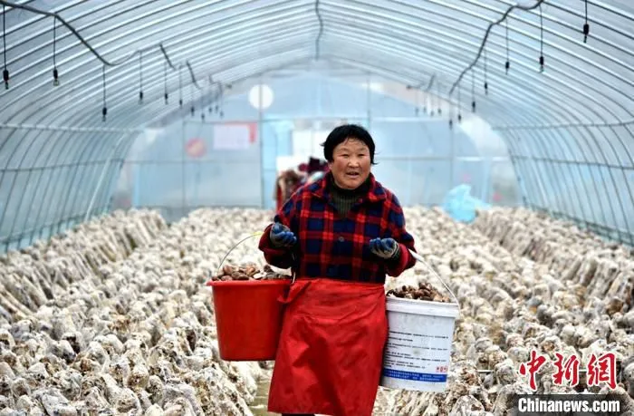 沙庄村香菇生产示范基地喜获丰收。　朱志庚 摄