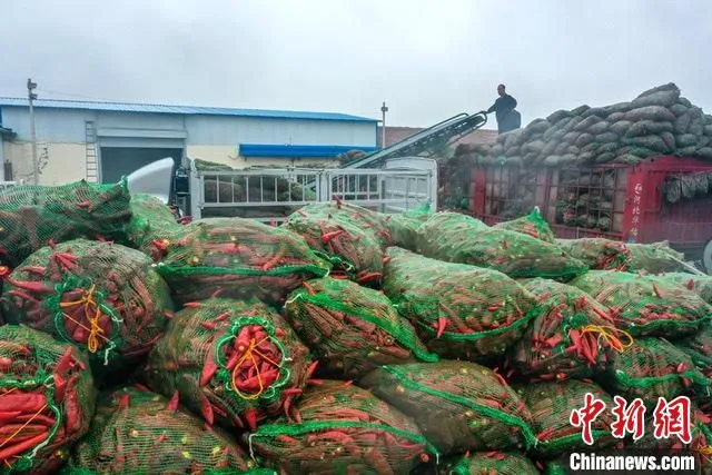 去年，该区的辣椒产量超12万吨，总产值近4亿元，畅销全国8个省市。　李红卫 摄