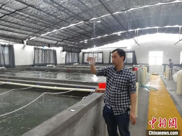 浙江省海洋水产研究所洞头基地大黄鱼育苗 洞头区委宣传部供图