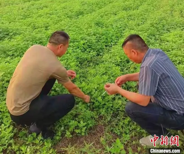 认真选购艾草苗。　顾士刚 摄