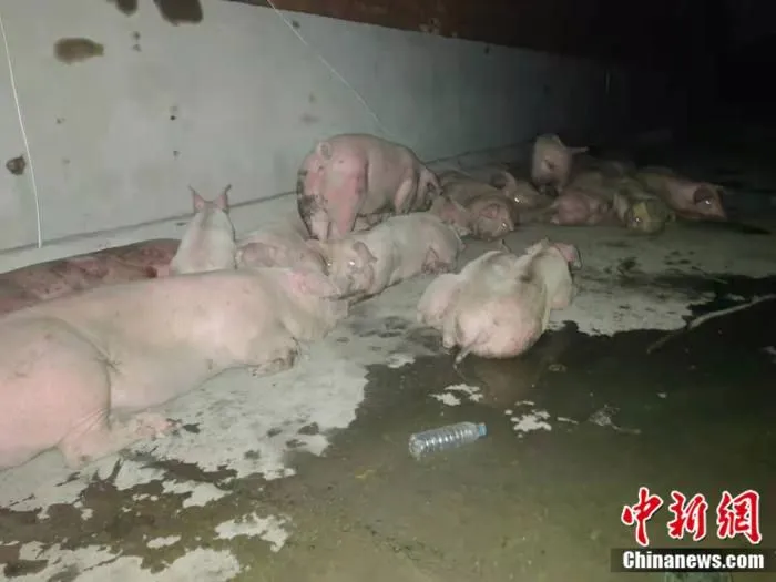 资料图：被转移出来的猪。 中新网 郎朗 摄