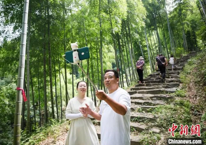 安吉县上墅乡民宿老板通过直播介绍古道竹林风景 张卉 摄 摄