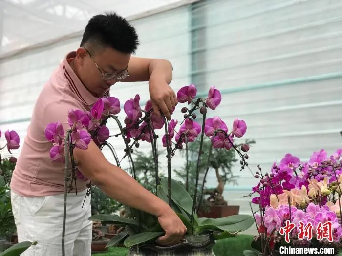 工作人员对蝴蝶兰进行包装。　李泽阳 摄