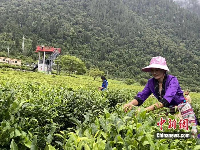 藏族姑娘在采茶。彭宁铃 摄 