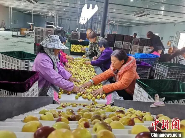 工人将冬枣分拣包装。　李奔 摄