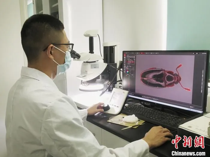 图为海关关员对口岸截获疑似检疫性有害生物谷拟扣甲进行鉴定 昆明海关供图