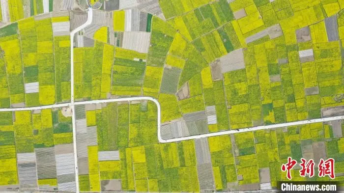 2022年3月下旬，甘肃陇南市武都区油菜花盛开，“花海”交织“路网”，景色诱人。　李董 摄