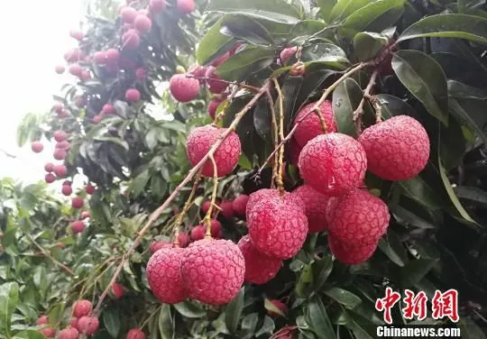 资料图：增城挂绿荔枝。 程景伟 摄