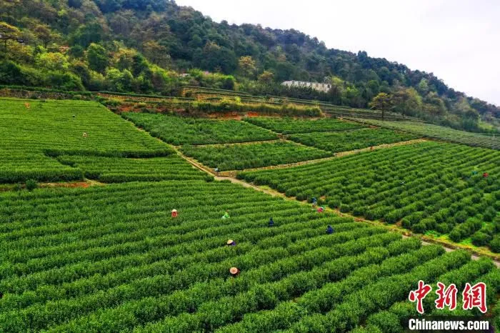 绍兴茶园 沈潇 摄