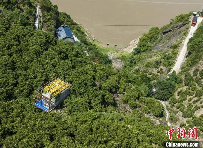 泄滩乡橙农通过双轨运输机转运夏橙。　郑家裕 摄