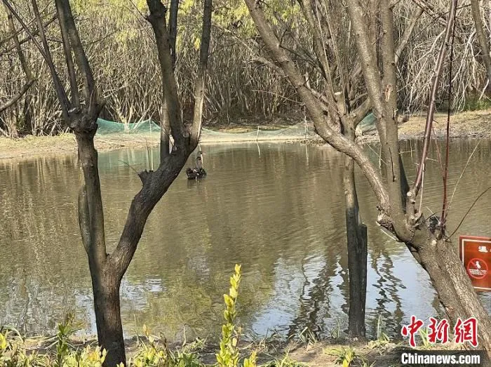 城市中，天鹅、人类和环境和谐共处 刘晓 摄