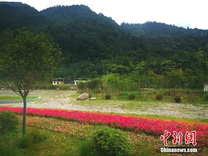 鲜花盛开、竹林掩映，清平镇风光动人。 苑菁菁 摄