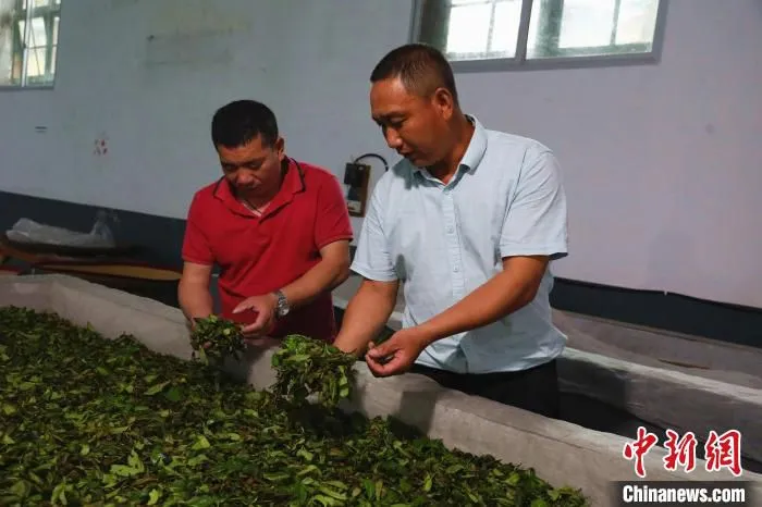 余祖进(右)在挑选茶叶。　曾程 摄