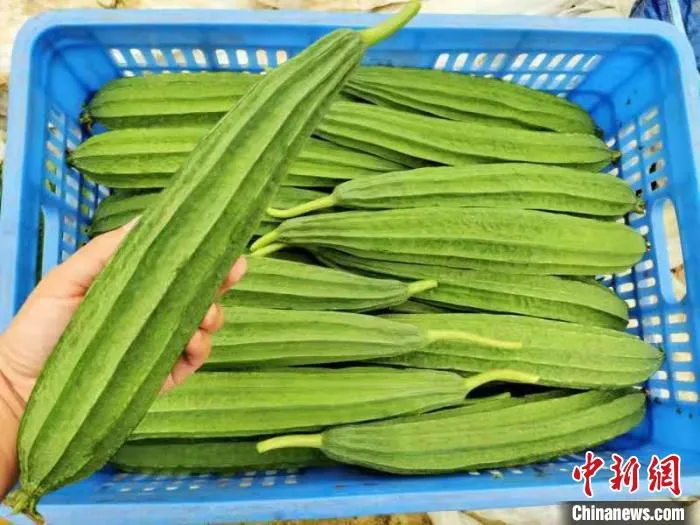 按要求装筐的丝瓜个头匀称 郭军 摄