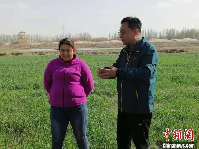 海水稻种植三年之后的土地已成良田，小麦长势喜人。　朱景朝 摄