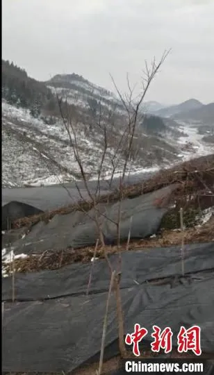 图为冰天雪地里的黄连种植基地(视频截图) 苟应松 摄