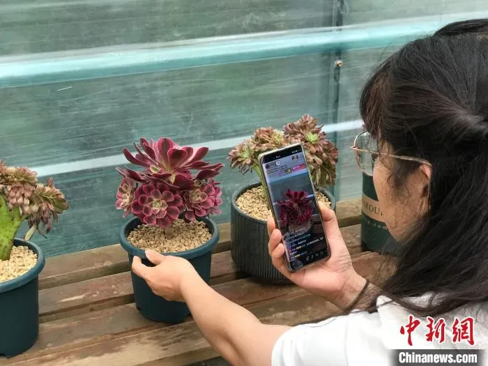 花卉企业工作人员进行现场直播。　李泽阳 摄