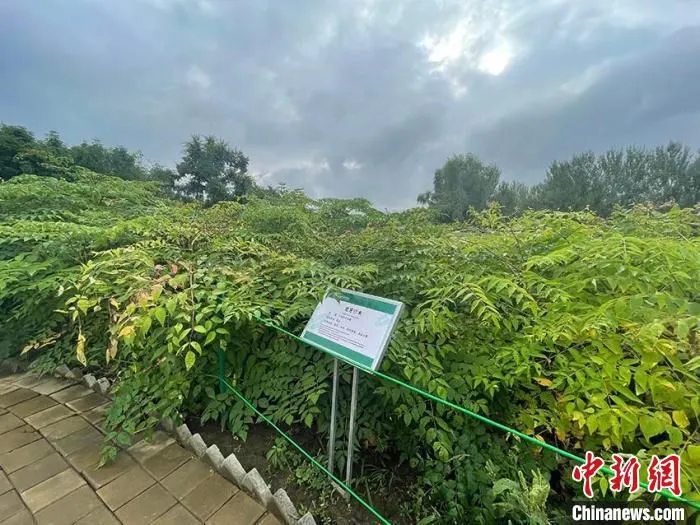 长春农博园药用植物园展示品种 孙博妍 摄 长春农博园药用植物园展示品种 孙博妍 摄