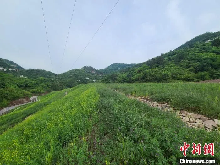 图为绿意盎然的生态渣场。　渝万铁路有限责任公司供图