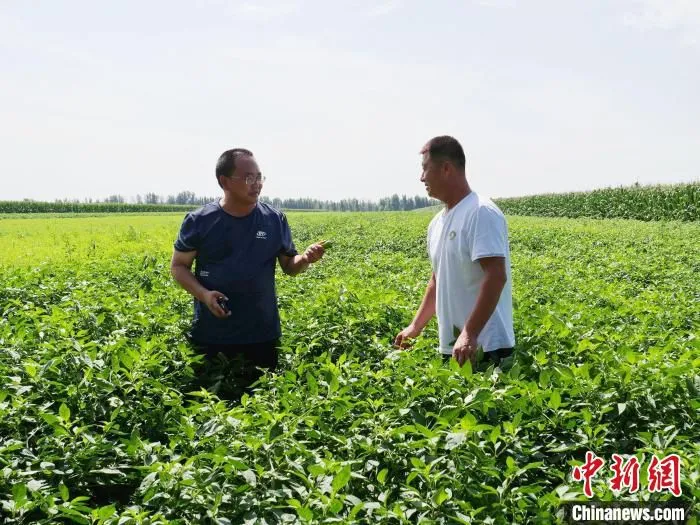 图为赵瑞凡(左)查看仁立国家辣椒坐果情况。　胡建华 摄