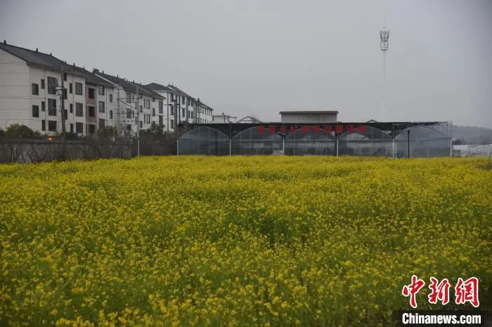 浙江缙云新建镇笕川花海景区油菜花盛开 范宇斌 摄