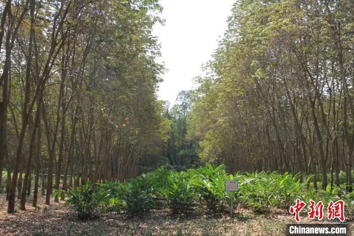 图为充分利用林下资源的宽行窄距种植模式。　符宇群 摄