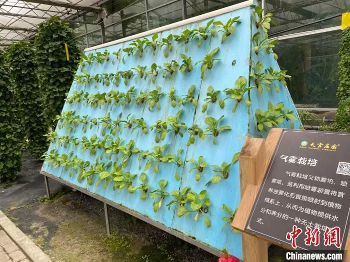 气雾栽培技术 李典 摄