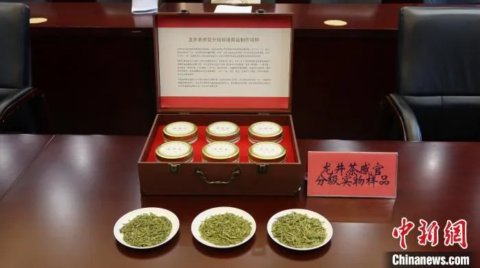 龙井茶感官分级实物样品。　董易鑫 摄