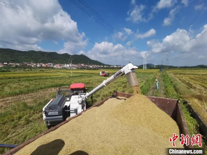 大湾区生态核心区广州从化夏粮迎丰收 邝健华 摄