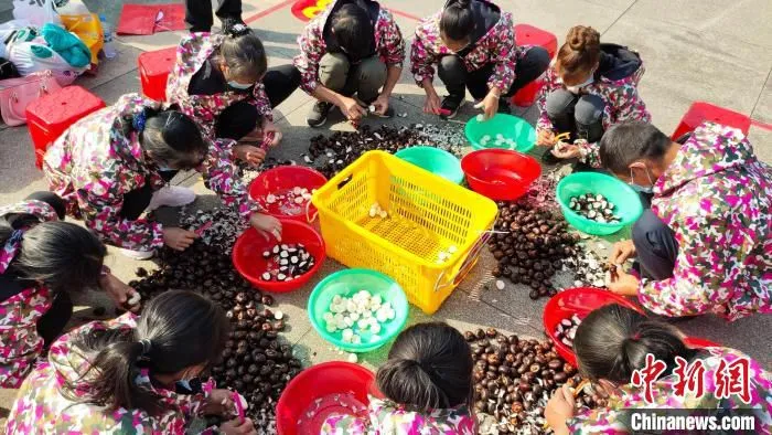 12月18日，广西荔浦市农民在参加削马蹄趣味活动比赛。　杨宗盛 摄